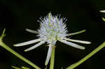 Rattlesnakemaster